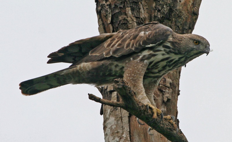 Changeable Hawk-Eagle (Spizaetus cirrhatus limnaeetus ) - Flickr - Lip Kee.jpg