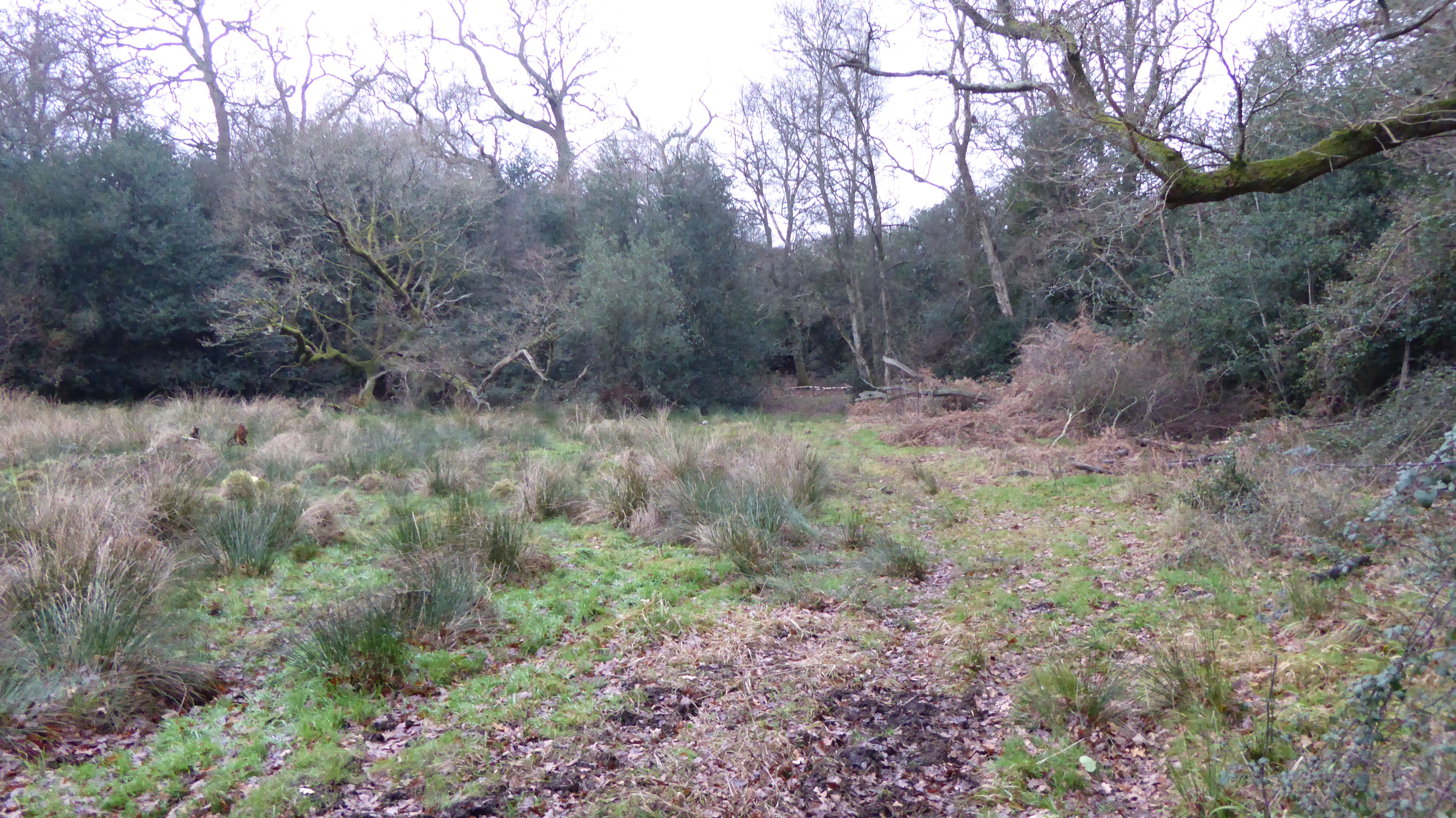 Charleshill SSSI