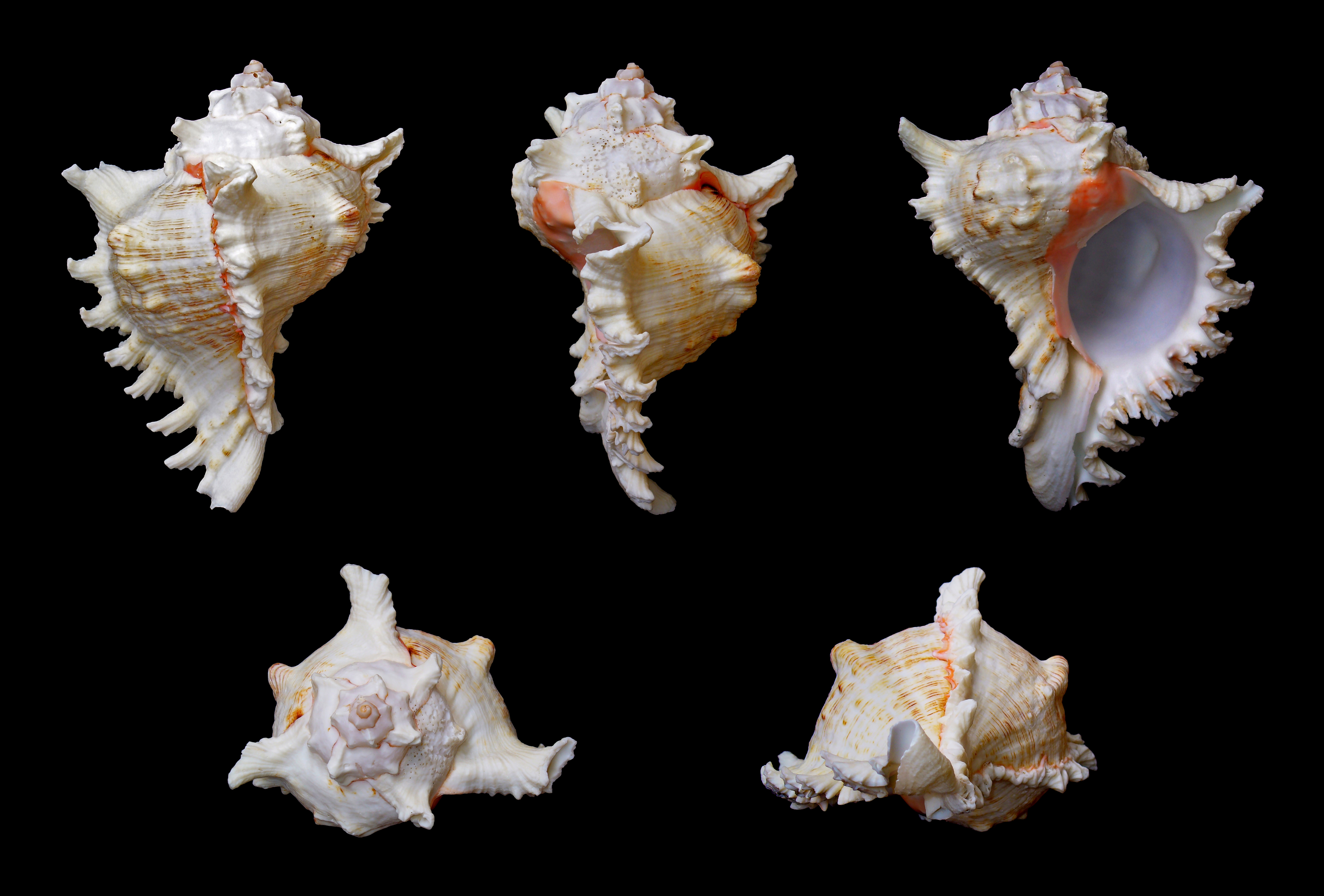 виды морских ракушек и их названия фото