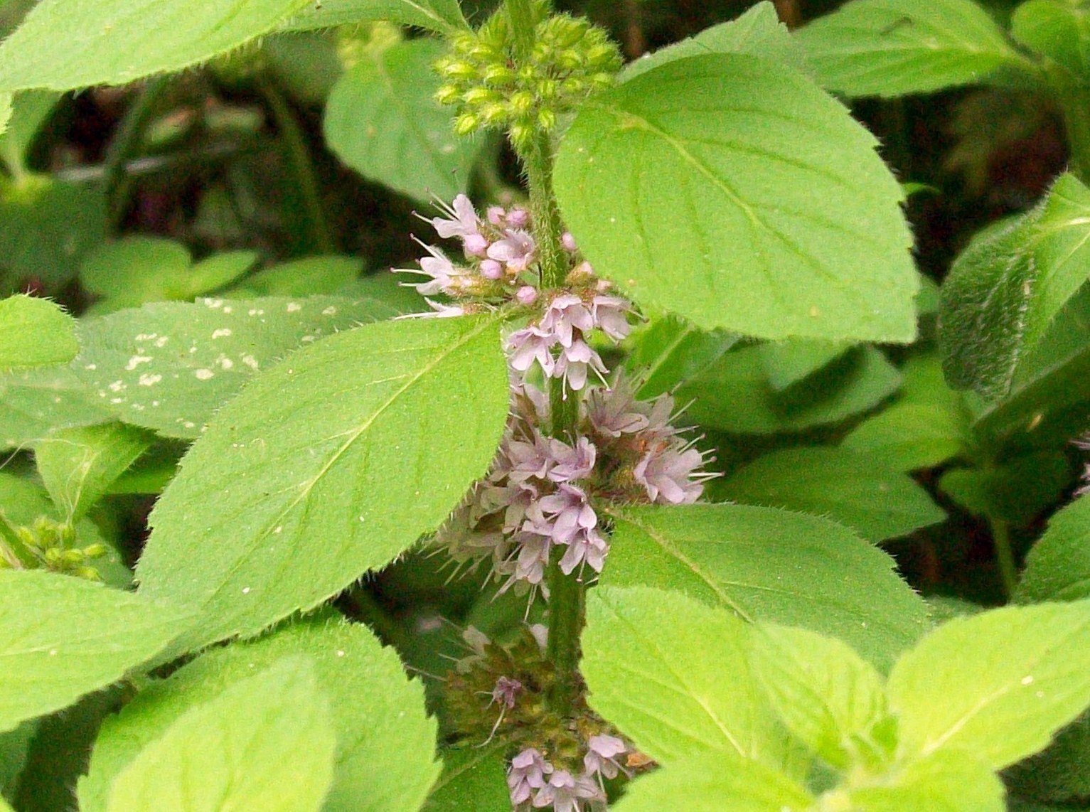 Трава пахнущая мятой. Мята Полевая (Mentha arvensis). Мята Полевая (Méntha arvénsis). Мята перечная Дикая. Дикоросы, мята.