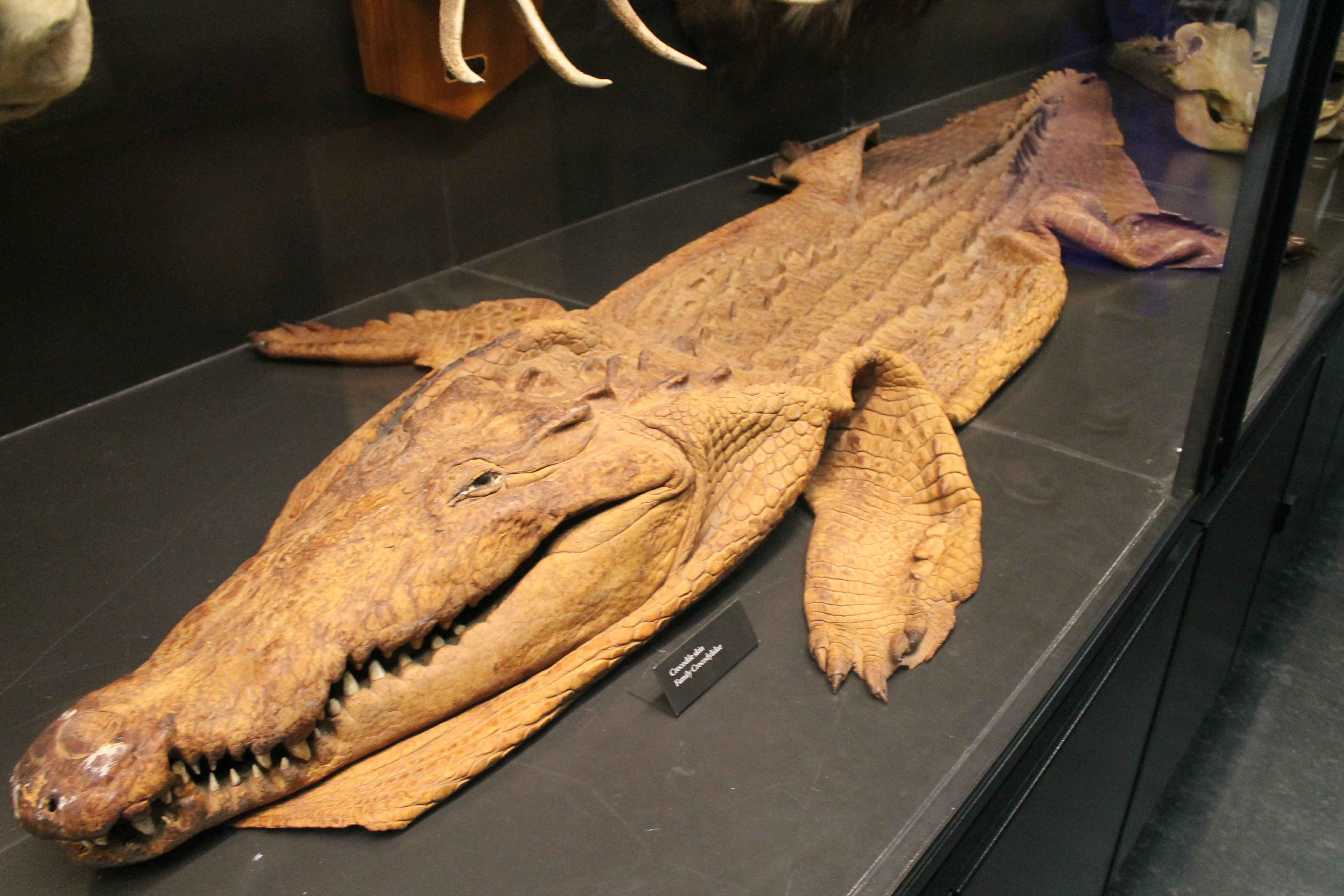 Crocodile skin - Wikipedia