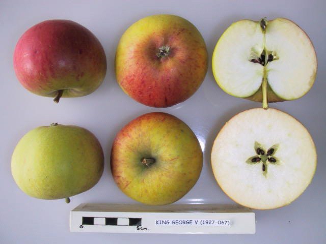 File:Variety of fresh fruits.jpg - Wikimedia Commons