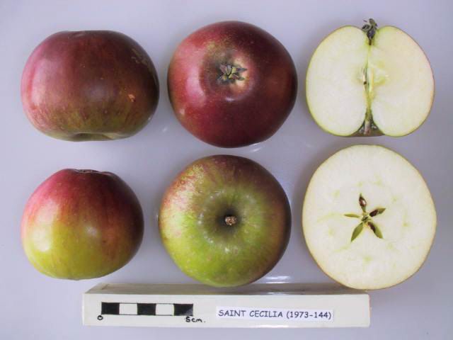 File:Cross section of Saint Cecilia (LA), National Fruit Collection (acc. 1973-144).jpg