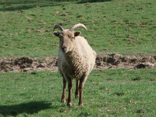 File:Curious sheep at The Green - geograph.org.uk - 465715.jpg