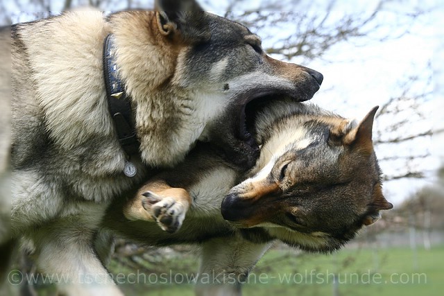 File:Czechoslovakian Wolfdogs playing.jpg