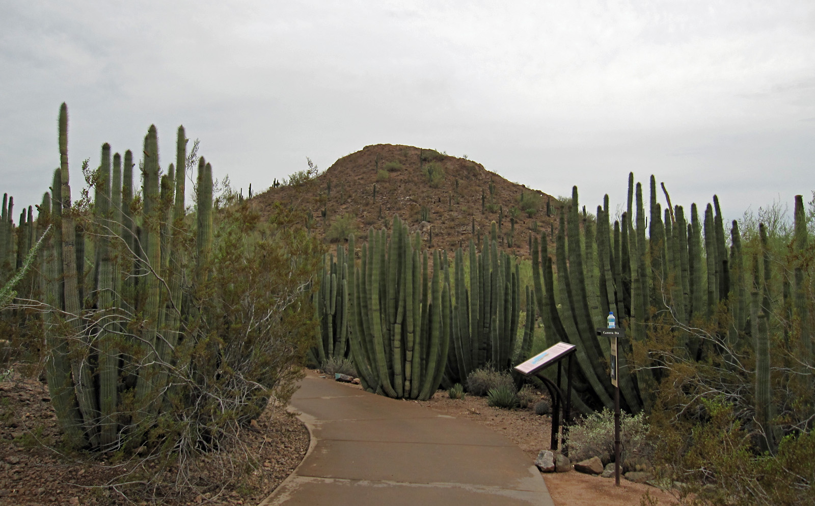 Desert Botanical Garden, Phoenix (8226714954).jpg