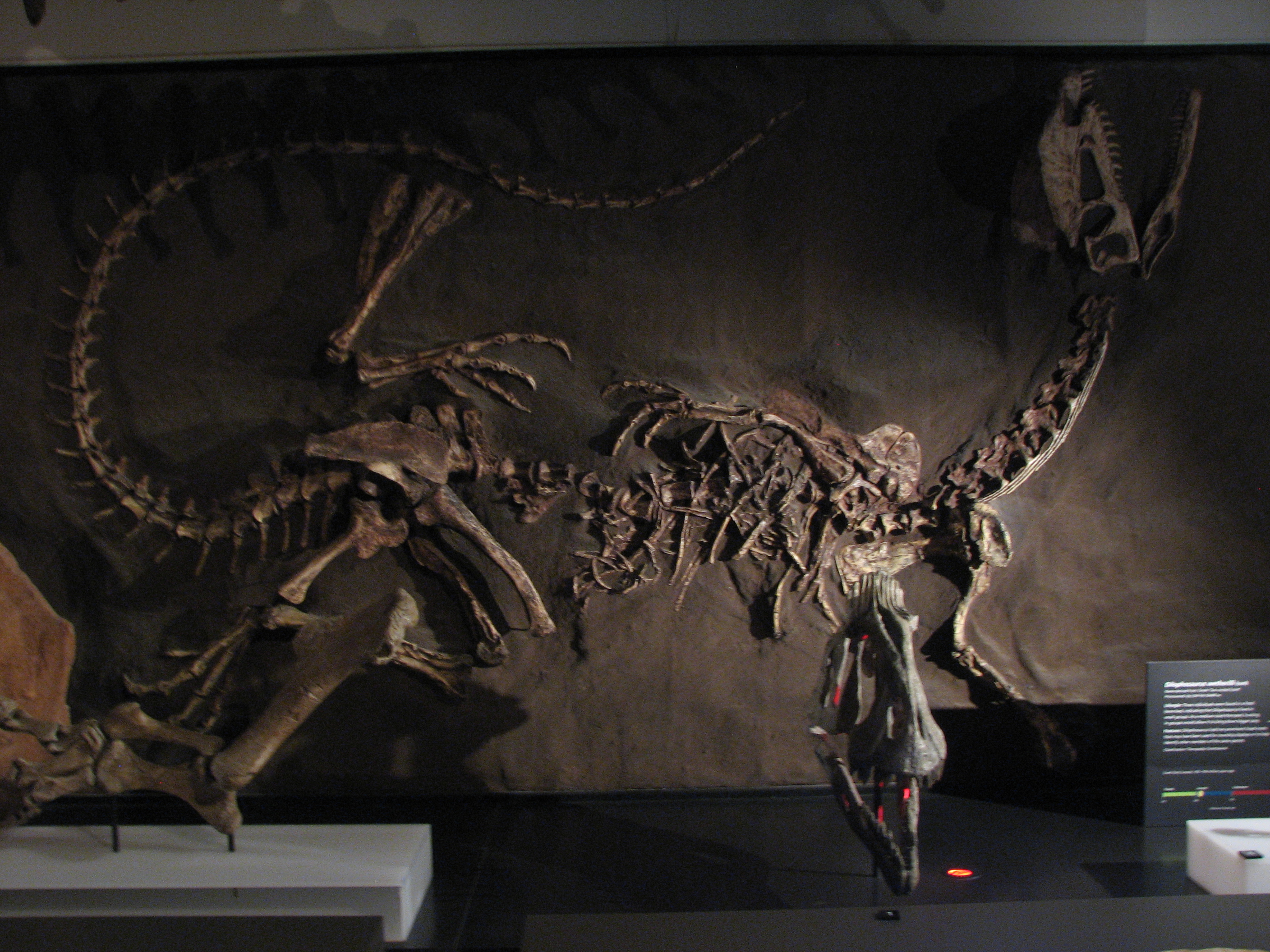 File Dilophosaurus Australia Jpg Wikimedia Commons