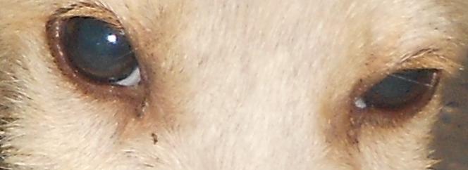 A cute pakistani dog's eyes