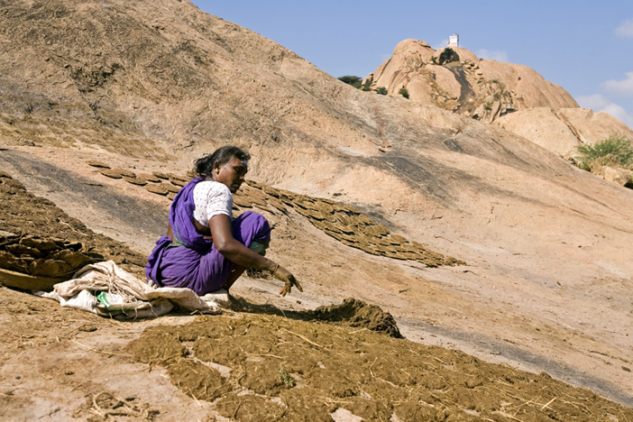 File:Drying cow dung.jpg