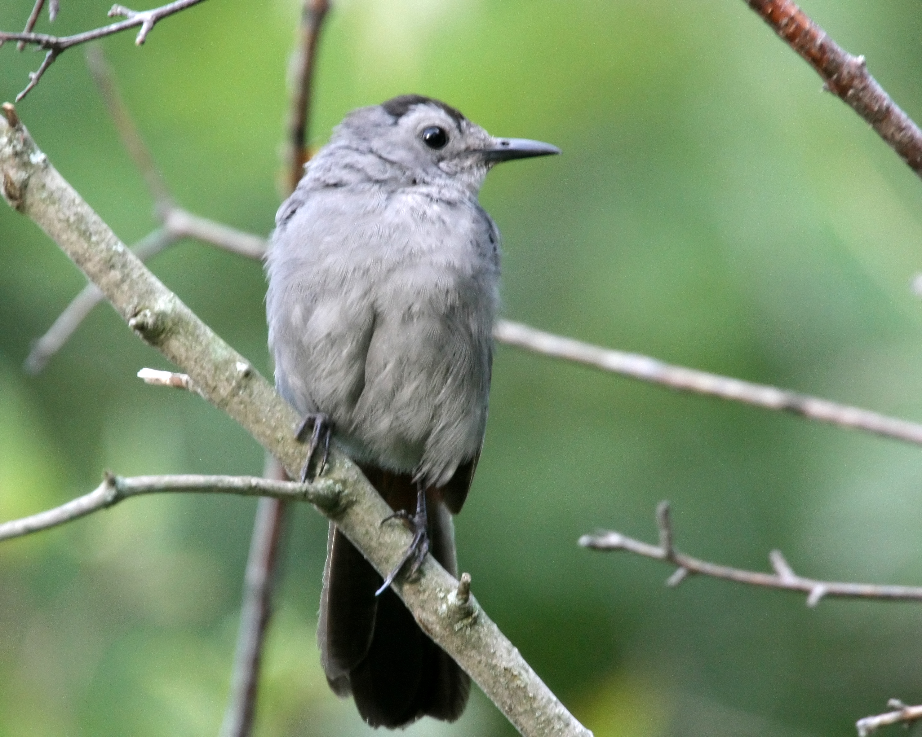 Как будет 16 серых птиц. Dumetella carolinensis. Gray Catbird птица. Серая птица. Крупная серая птица.