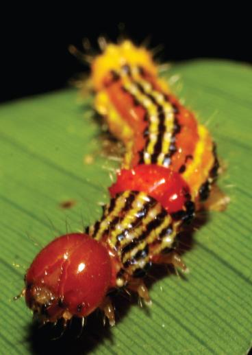 File:Dunama jessiebarronae larvae last instar3.JPG