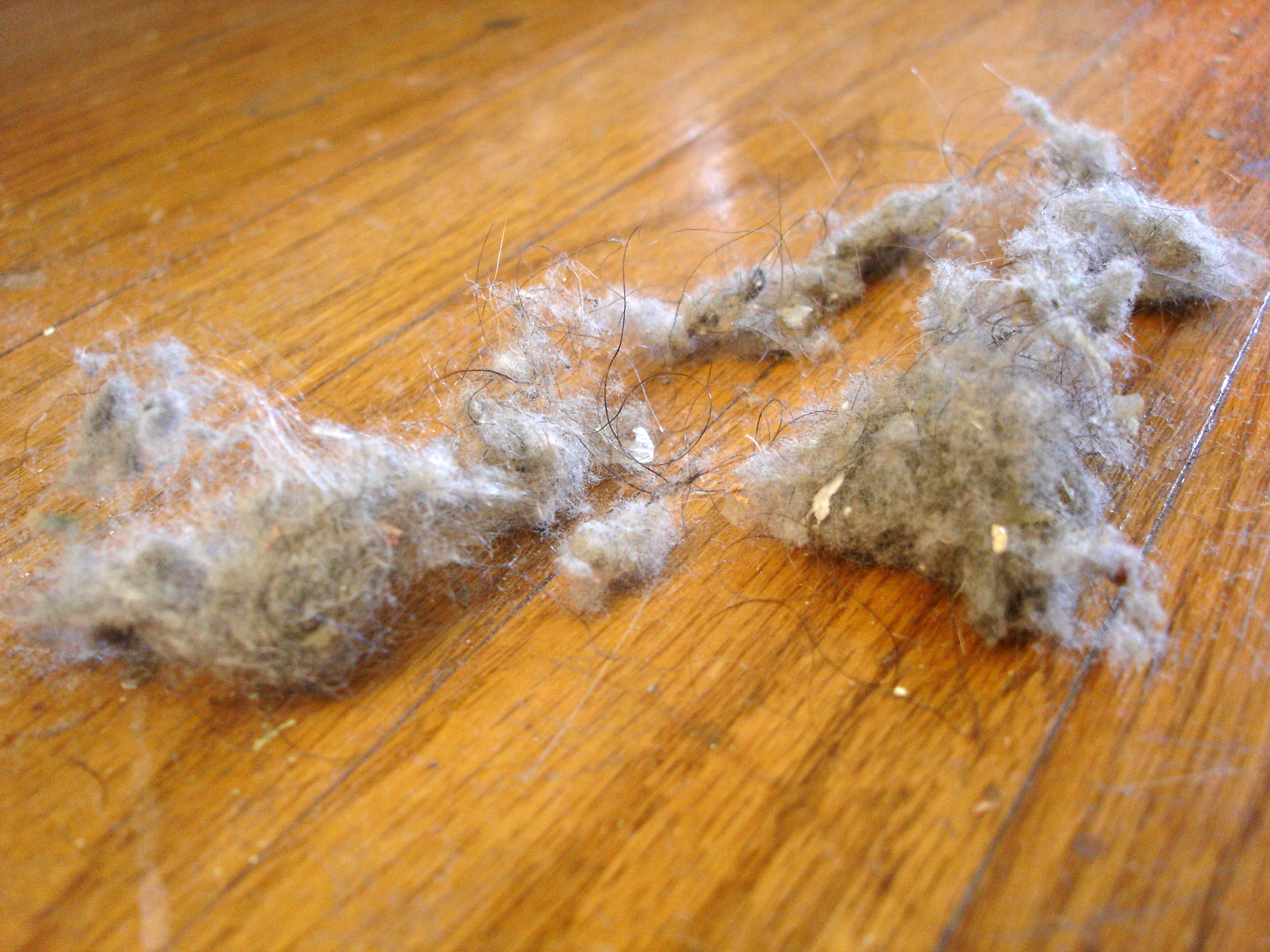 file-dust-bunnies-jpg-wikipedia