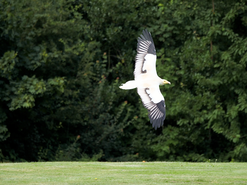 File:Egyptian Vulture Flying at the International Centre for Birds of Prey - geograph.org.uk - 6230432.jpg