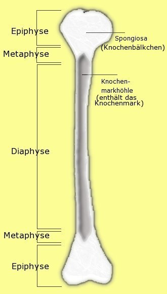 Метафиз это. Диафиз и метафиз кости. Метафиз трубчатых костей. Трубчатая кость метафиз. Эпифиз метафиз.
