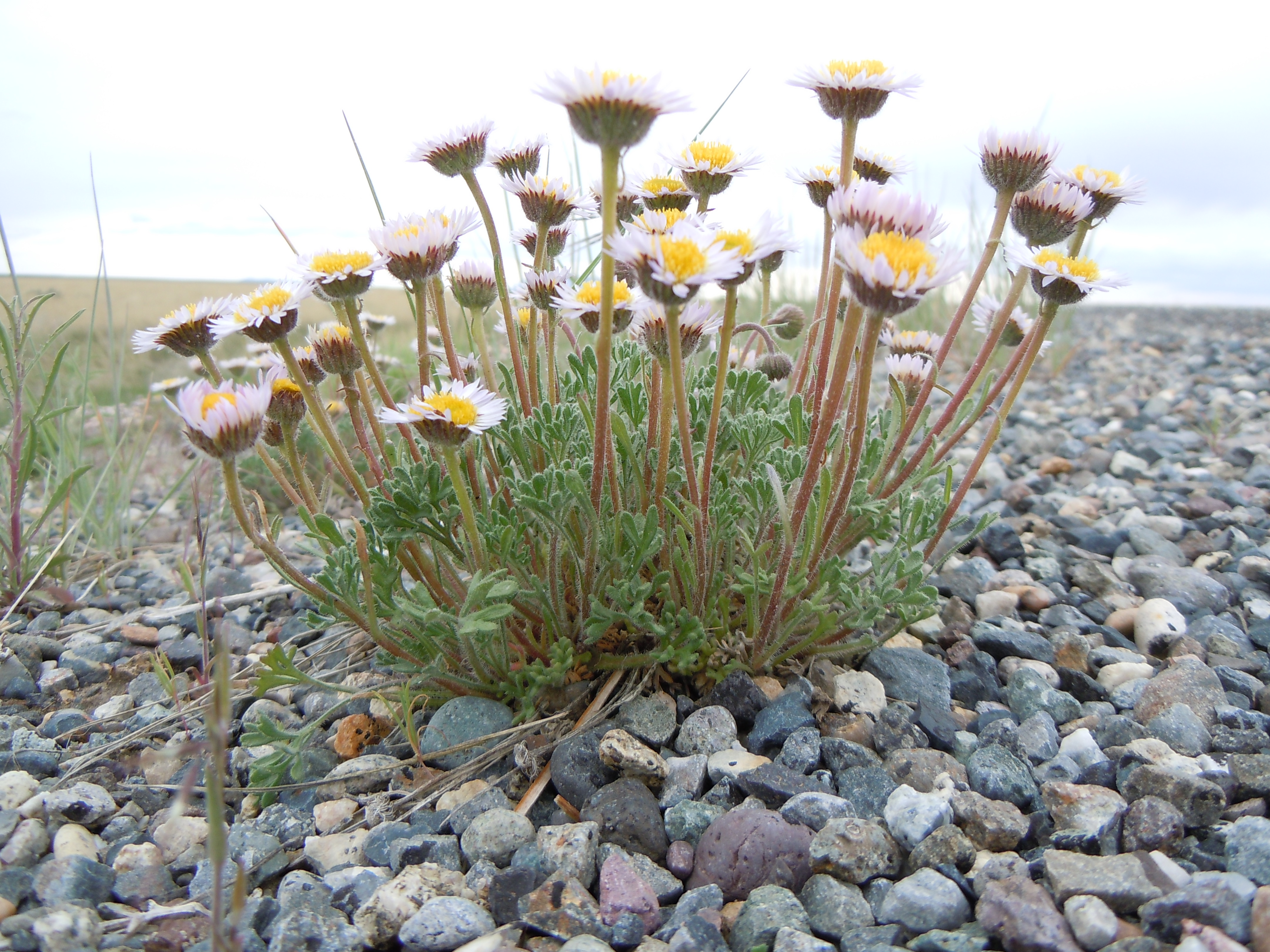 Мелколепестник сложный Erigeron compositus