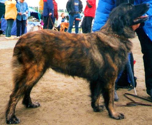 File:Estrela Mountain Dog.jpg