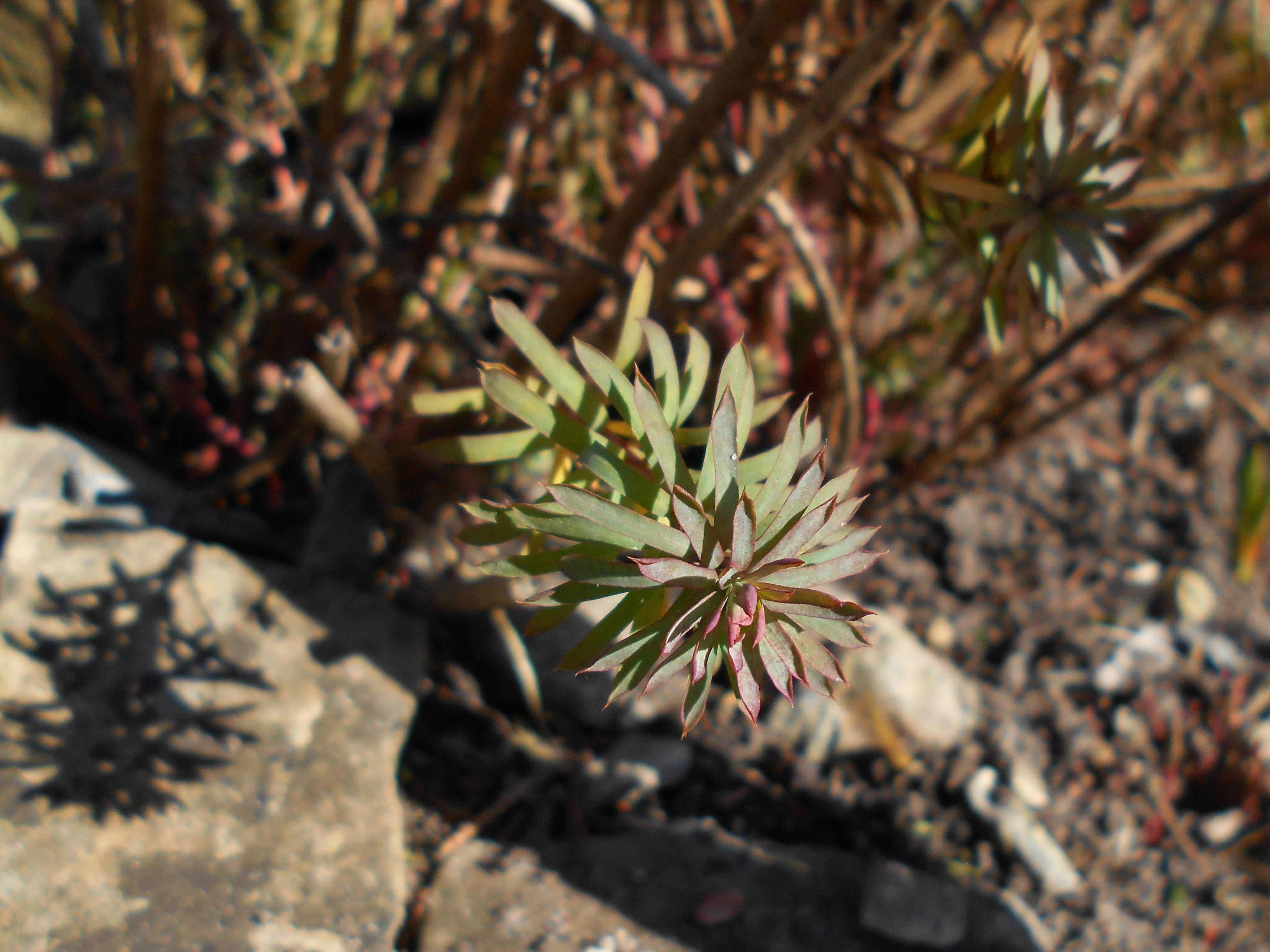 Молочай Euphorbia seguieriana