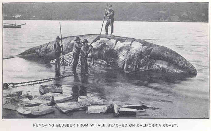 File:FMIB 33966 Removing Blubber from Whale Beached on California Coast.jpeg