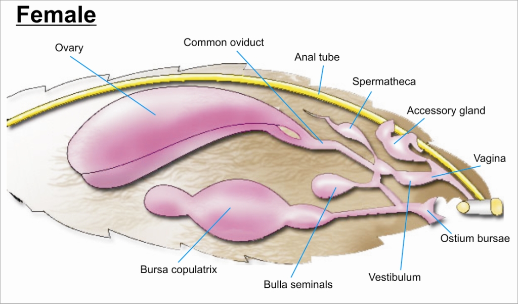 Female reproductive system - Wikipedia