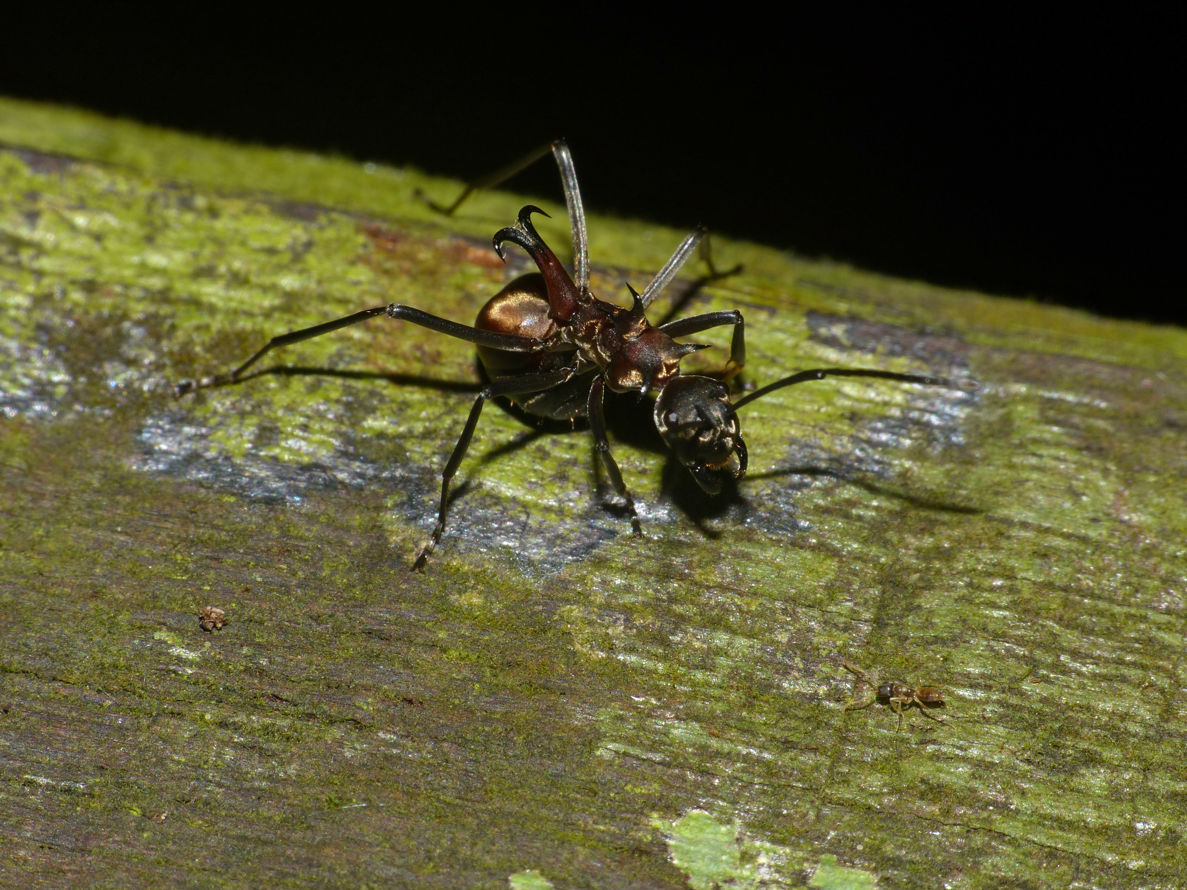 File:Fish-hook Ant (Polyrhachis olybria) (15610206096).jpg - Wikipedia