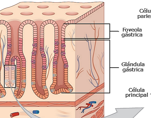 Sistema Digerente - Anatomia Microscopica