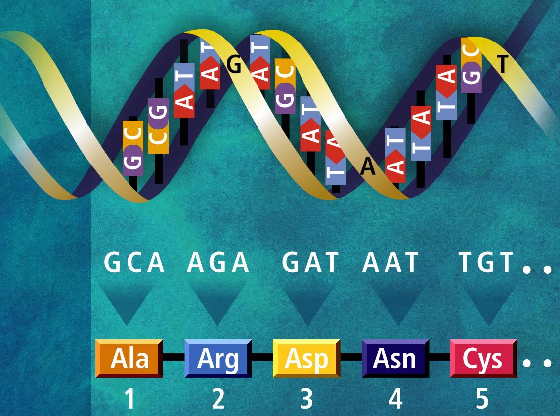 Генетический код — Википедия