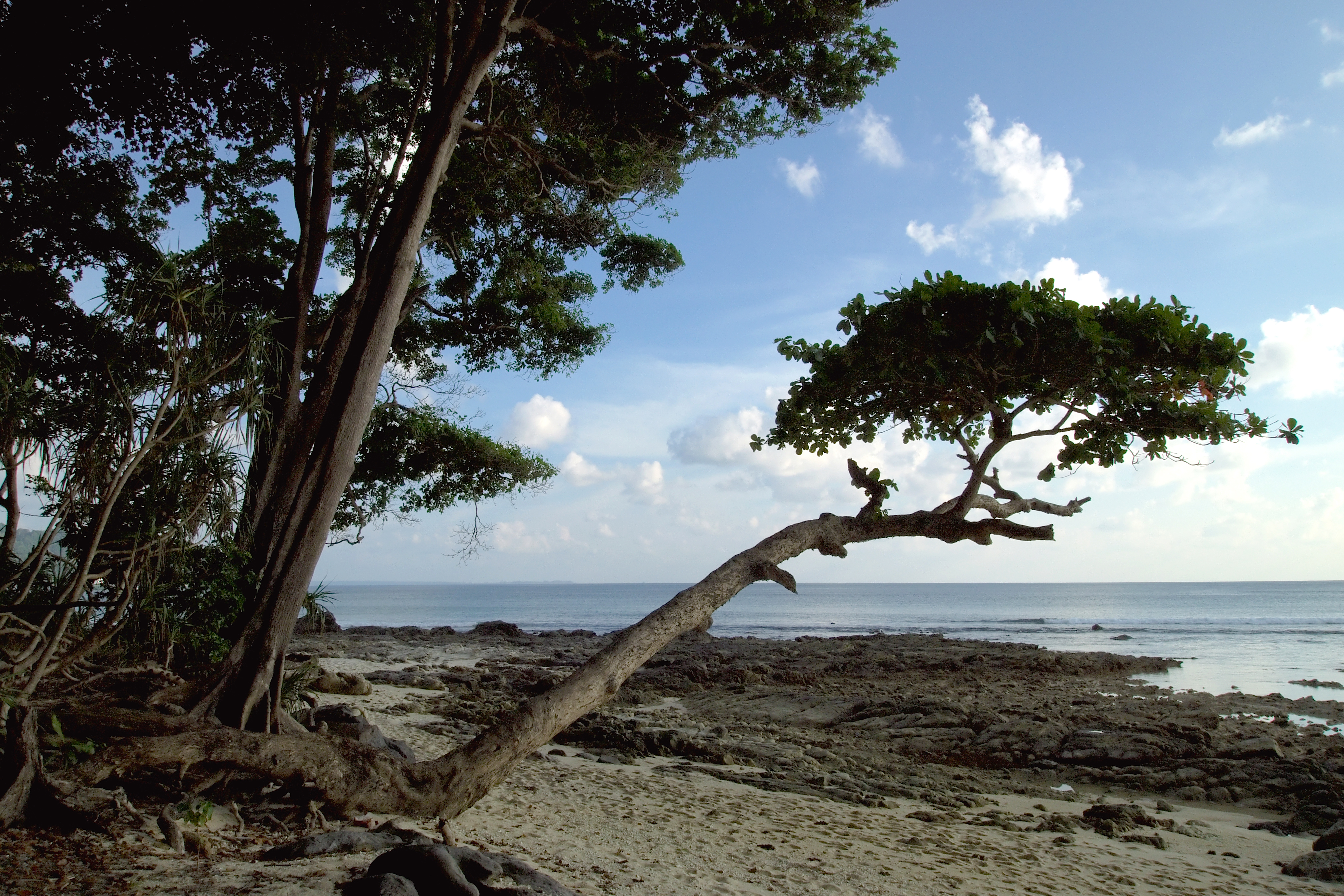 Island tree. Дерево на острове. Айленд дерево. Соломоновы острова деревья. Деревья на острове русский.