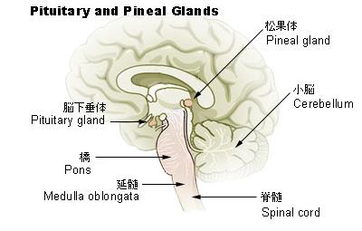 File:Illu pituitary pineal glands ja.JPG