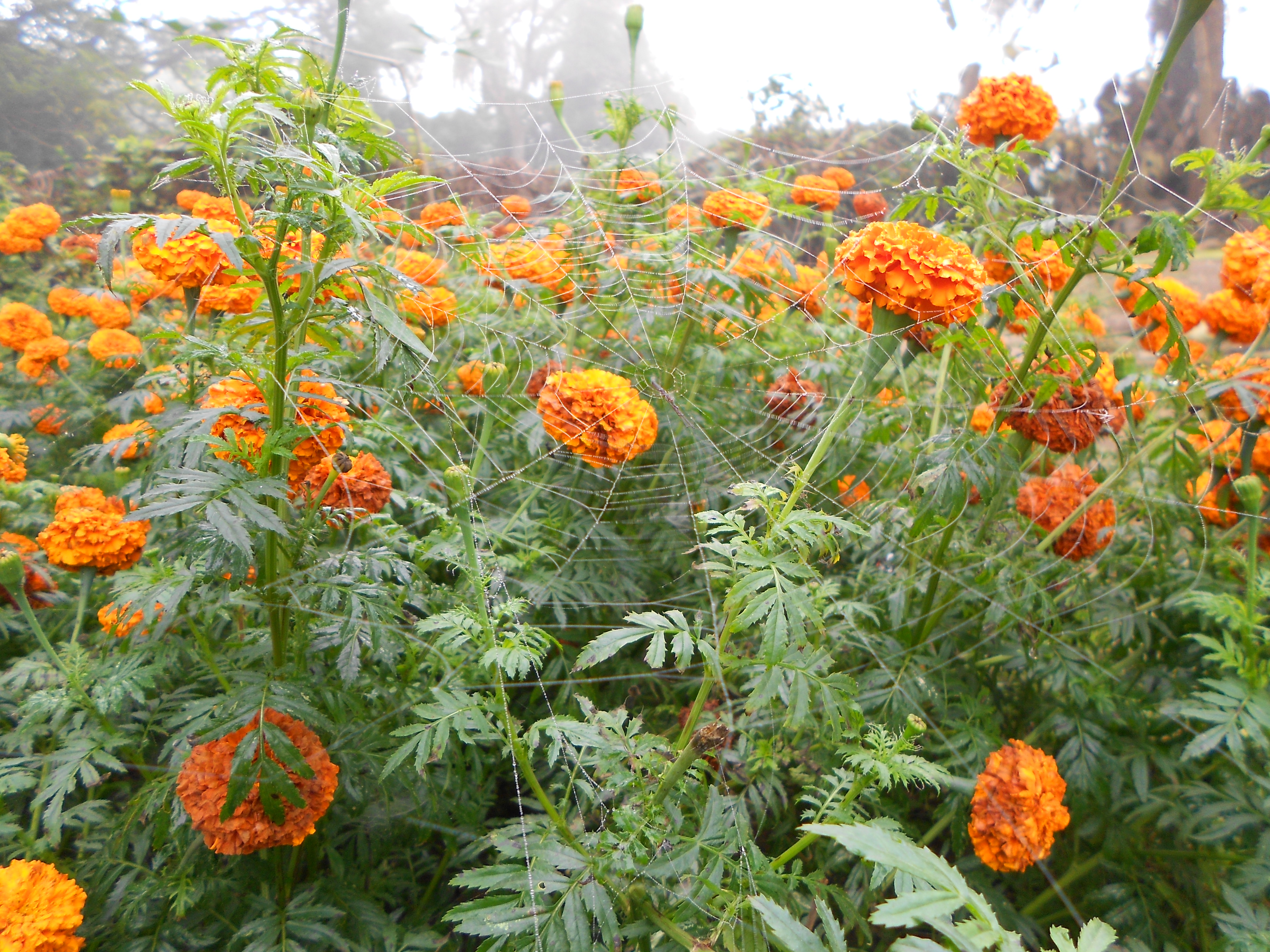 indian marigold flower