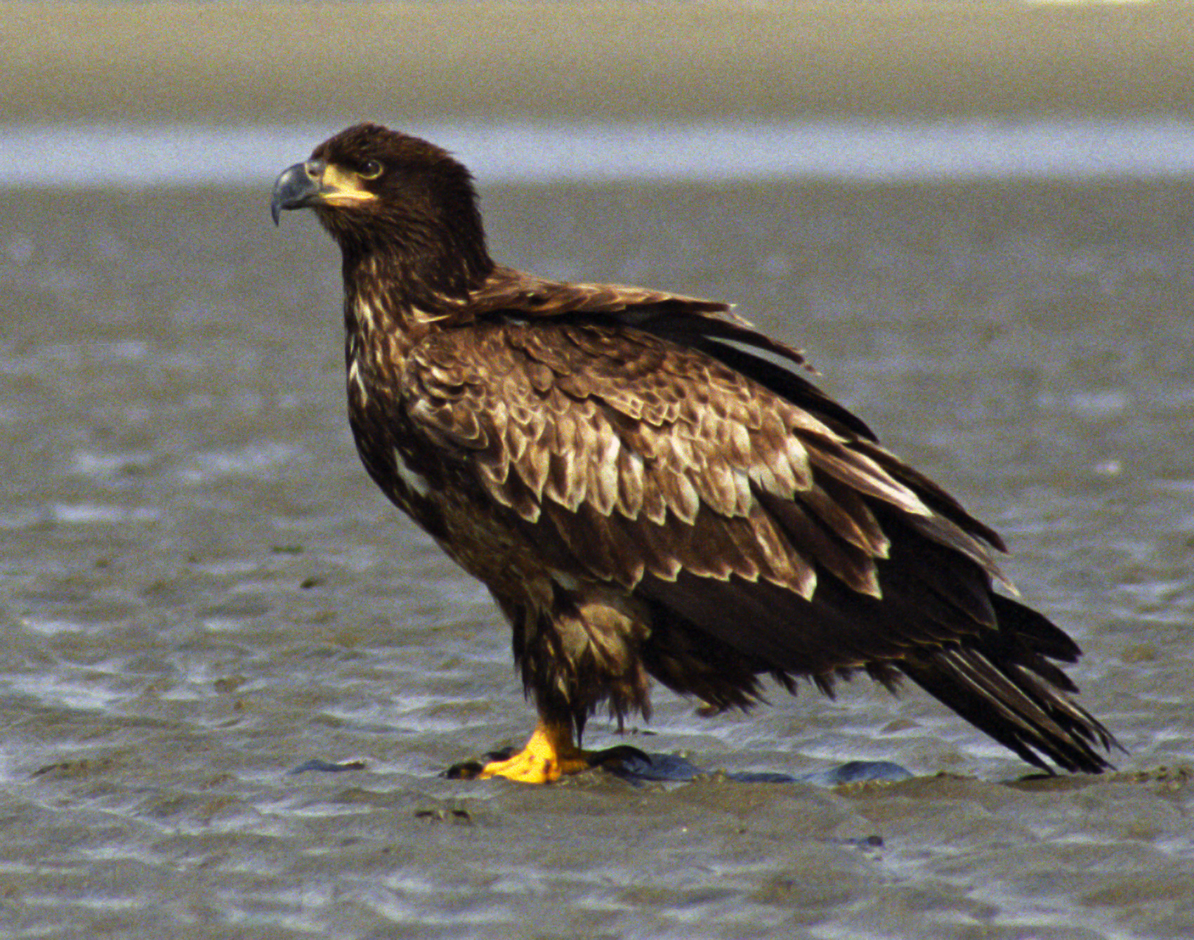 Filejuvenile Bald Eagle Sandjpg Wikimedia Commons