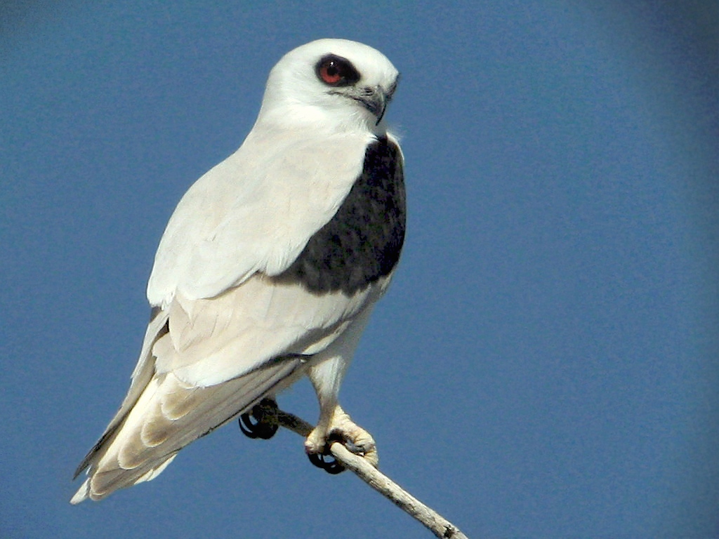 Letter-winged kite - Wikipedia