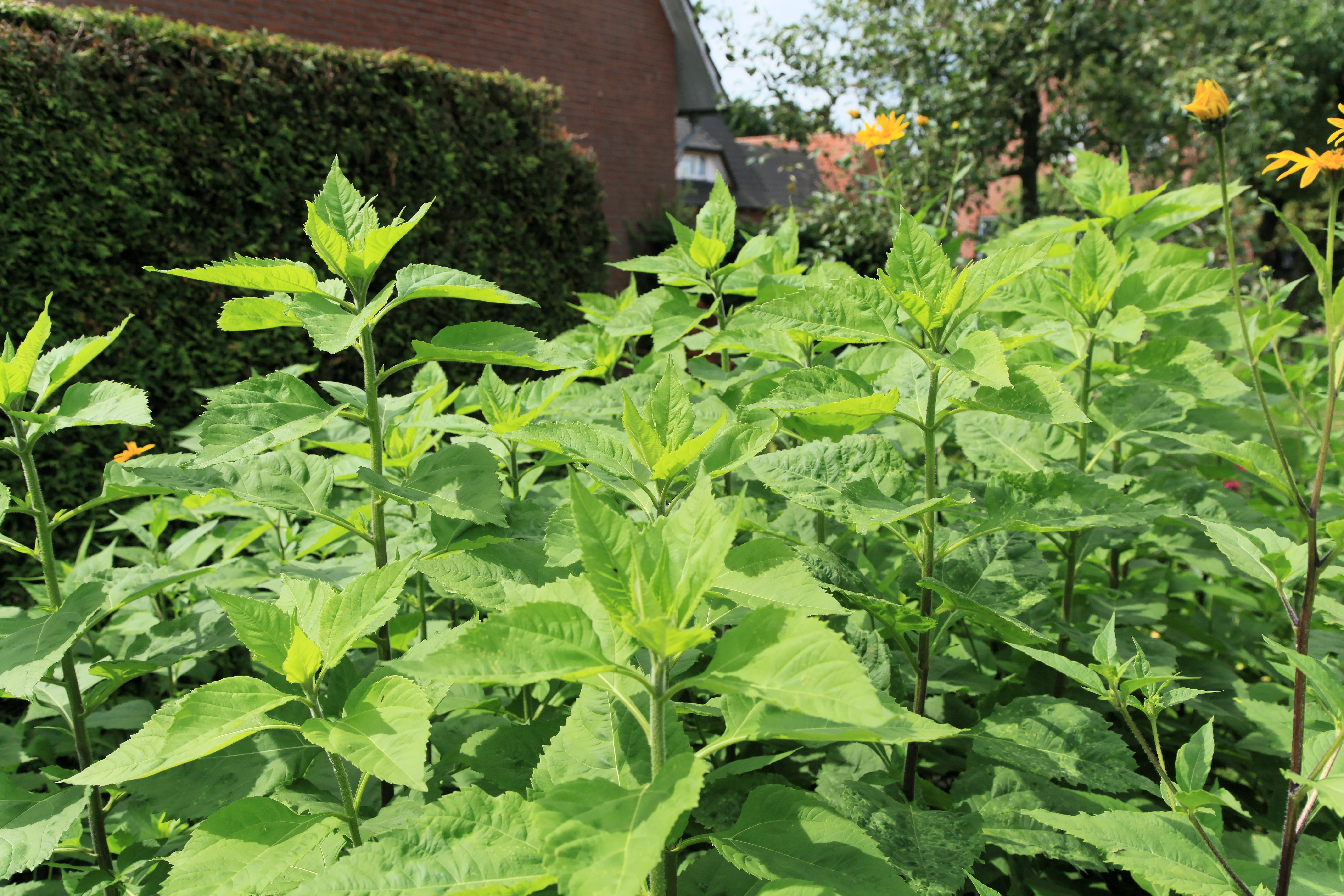 File Kluse Helianthus Tuberosus Topinambur 07 Ies Jpg