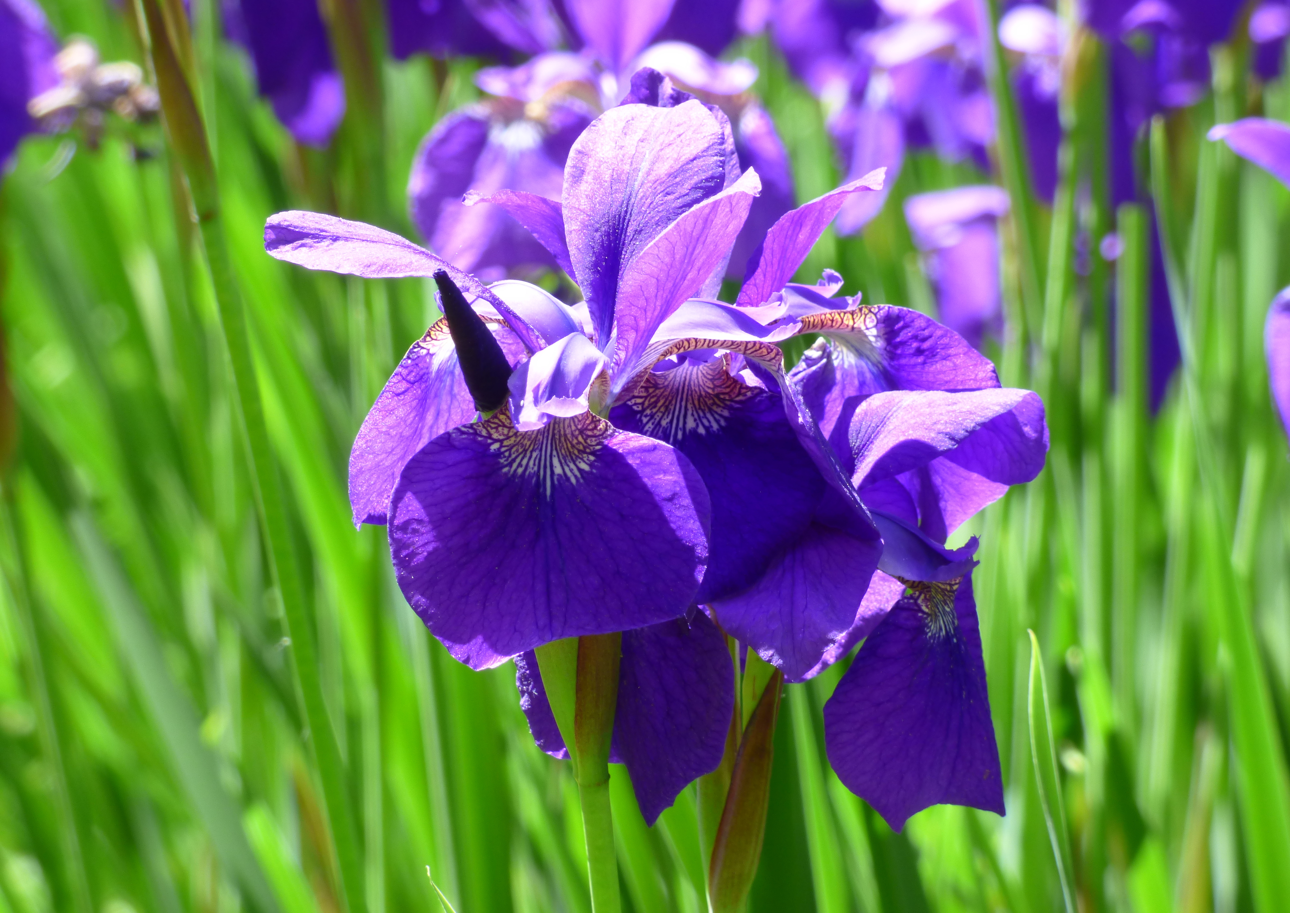 Iris sibirica livejournal