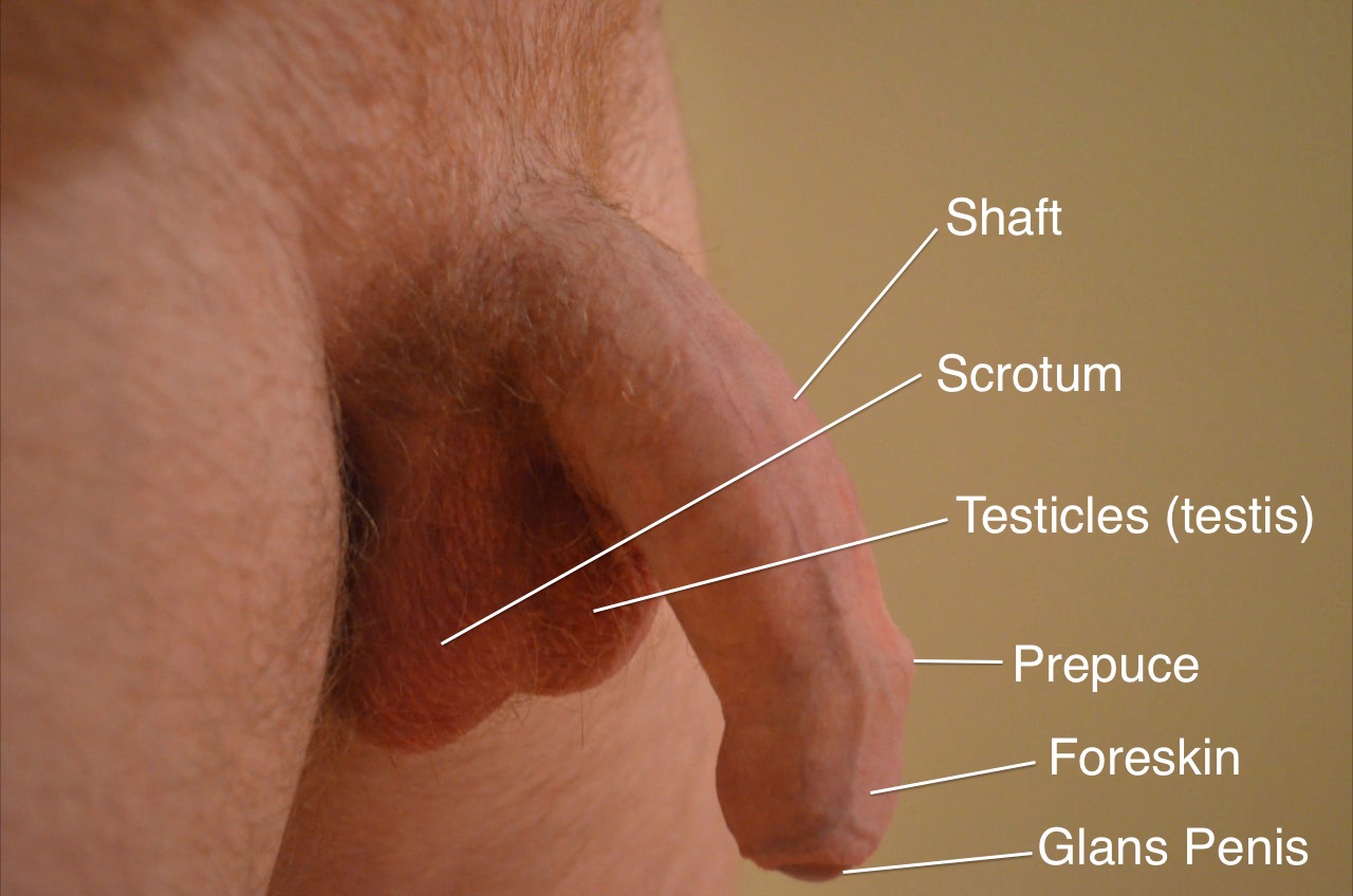 File:Labeled Uncircumcised Human Penis.jpg.