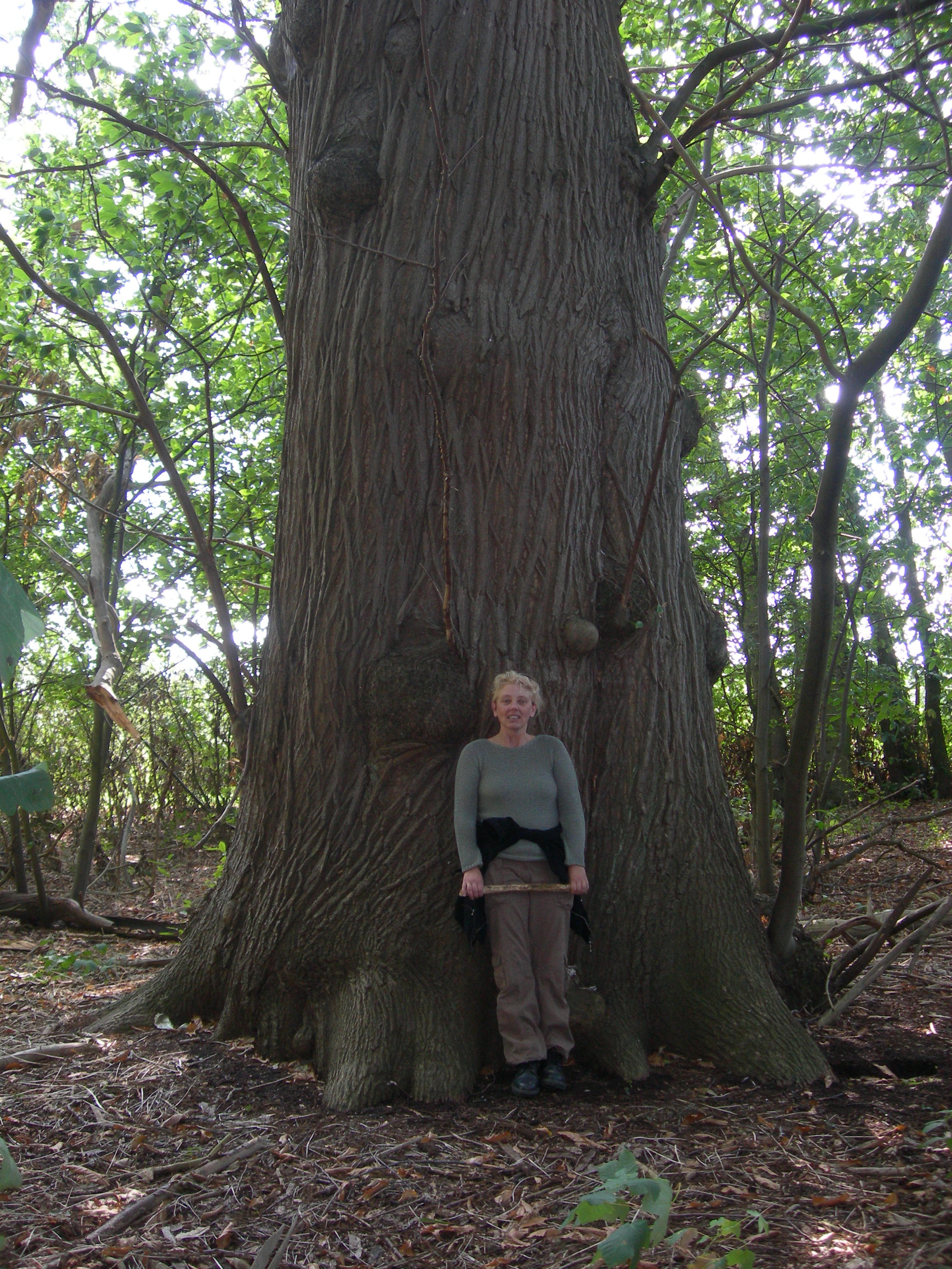 Large_Castanea_Sativa.jpg