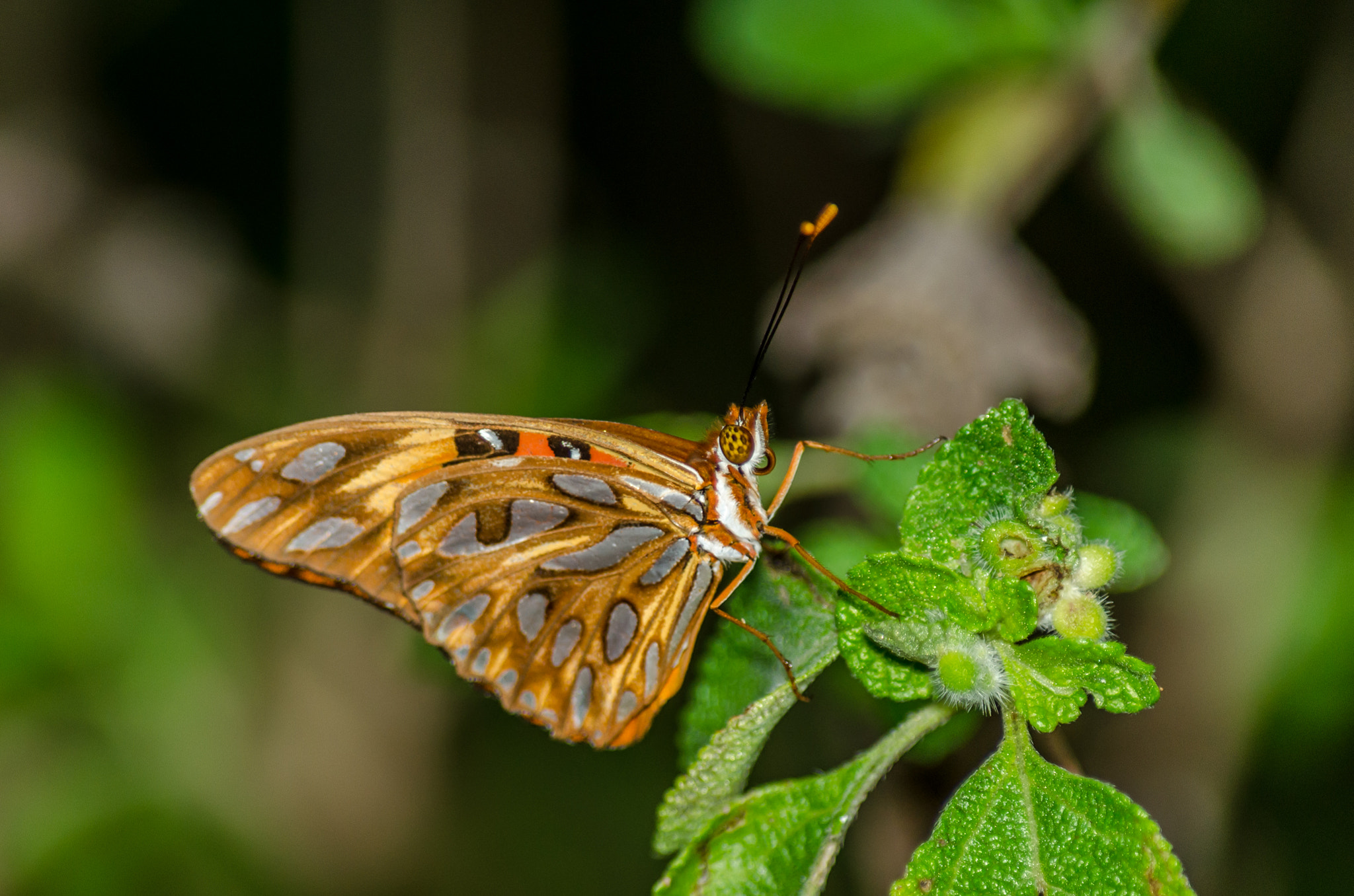 Que significa efecto mariposa