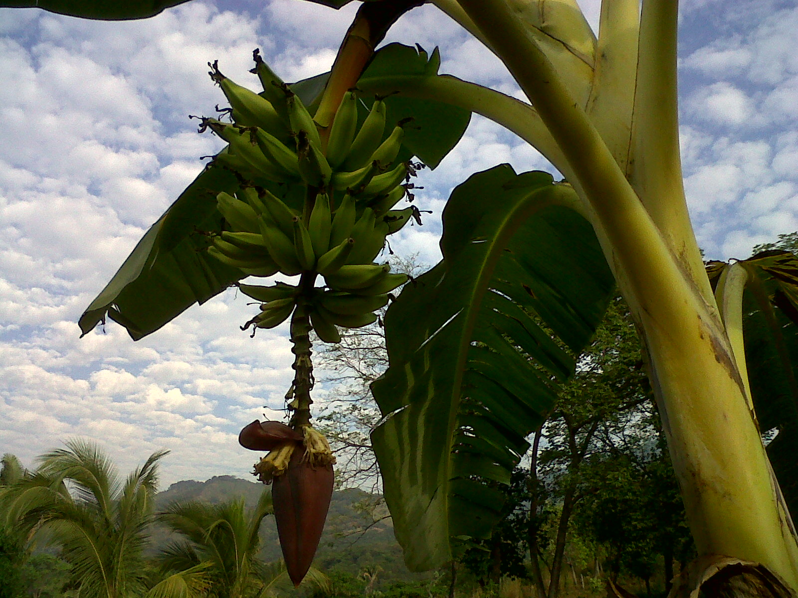 Aranitas de platanos