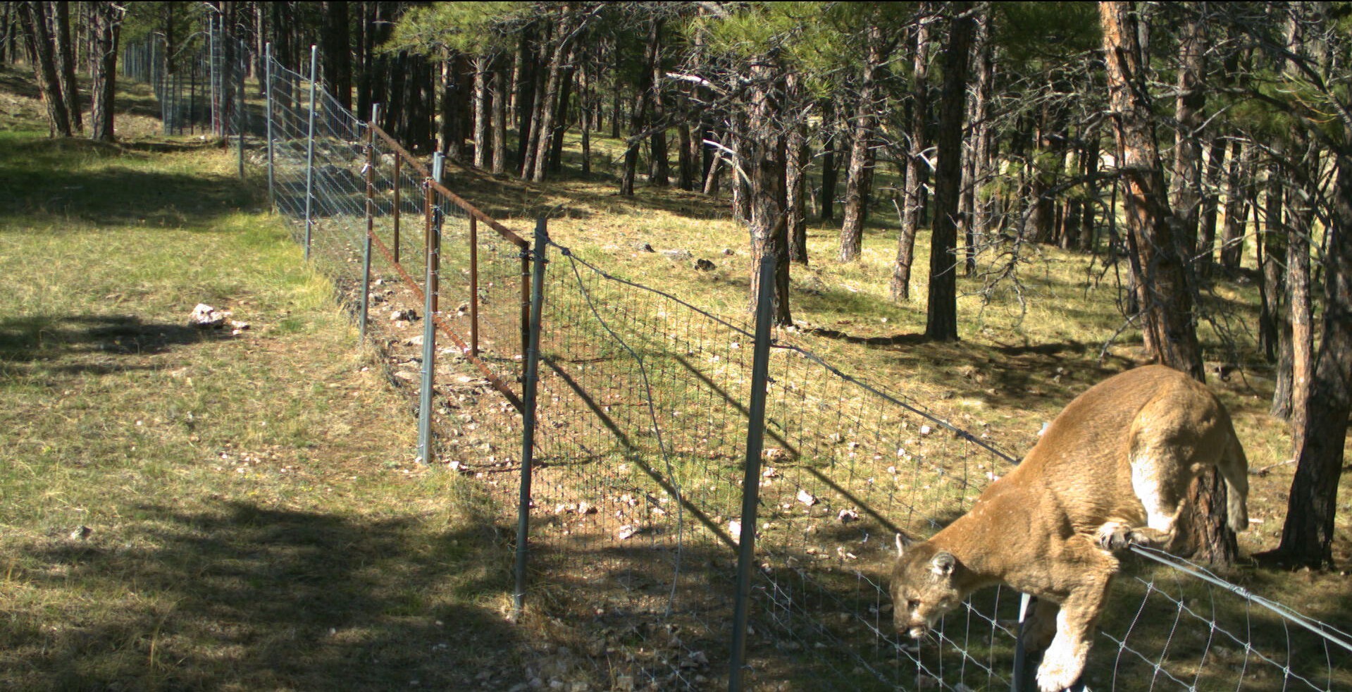 Mountain Lion в силиконовой долине забрел на участок. Mountine Lions в силиконовой долине PF,HTK YF exfcnjr. Jump the fence