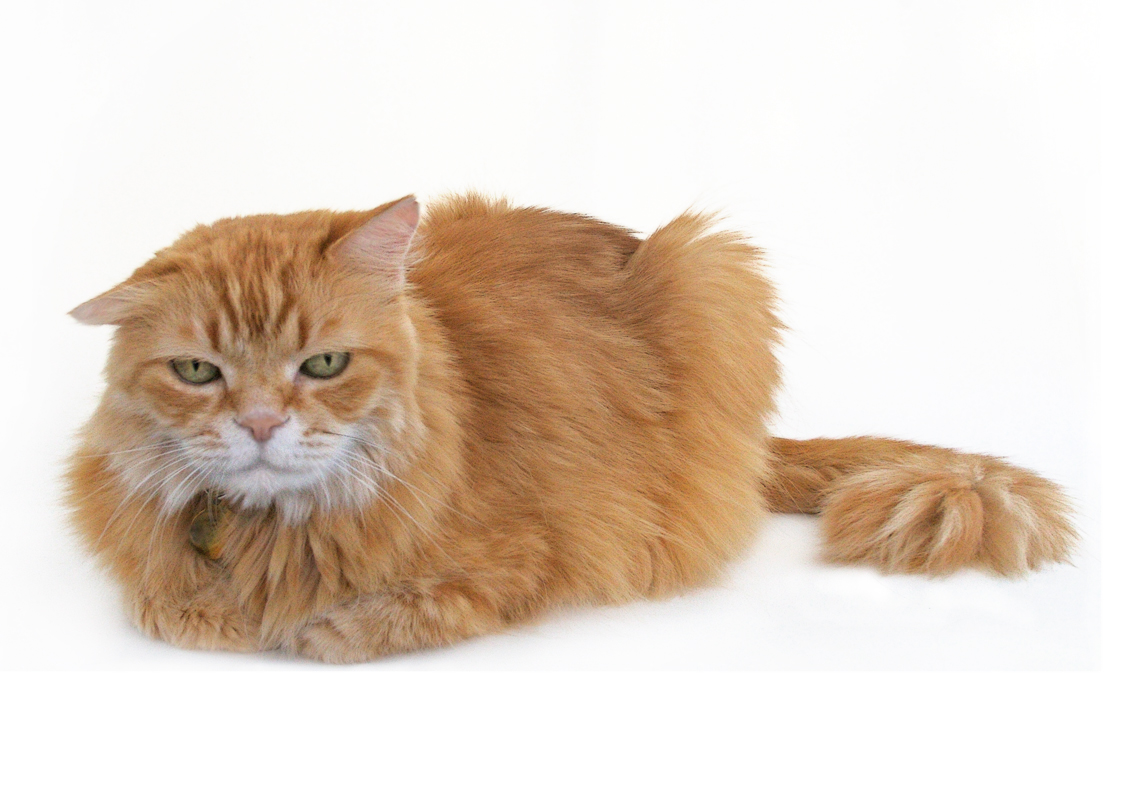 File:Mr. Maji, a long-haired orange cat with white muzzle.jpg - Wikimedia  Commons