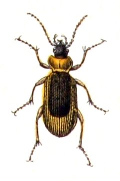 File:Nebria.livida.-.calwer.05.02.jpg