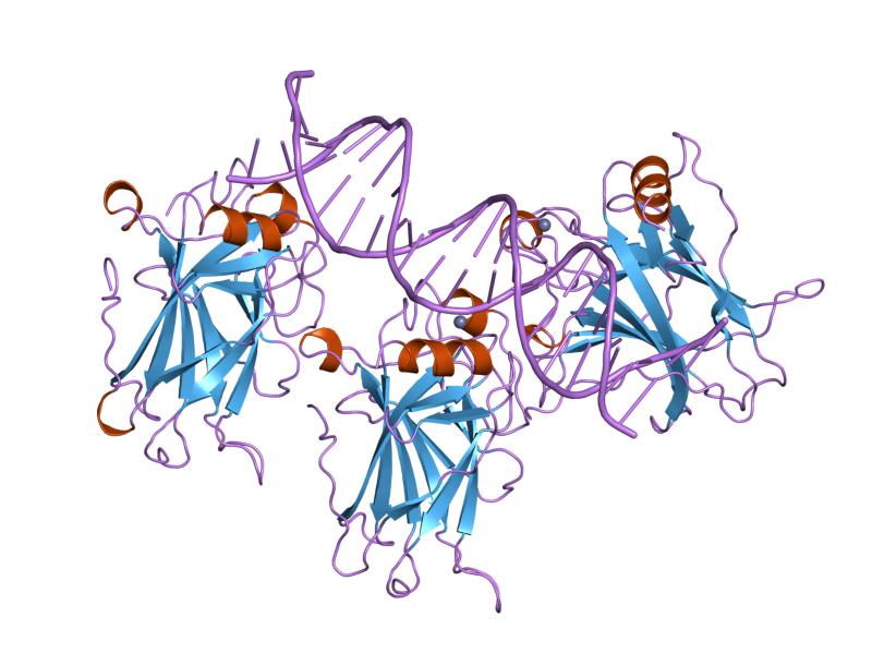 File:PDB 1tup EBI.jpg