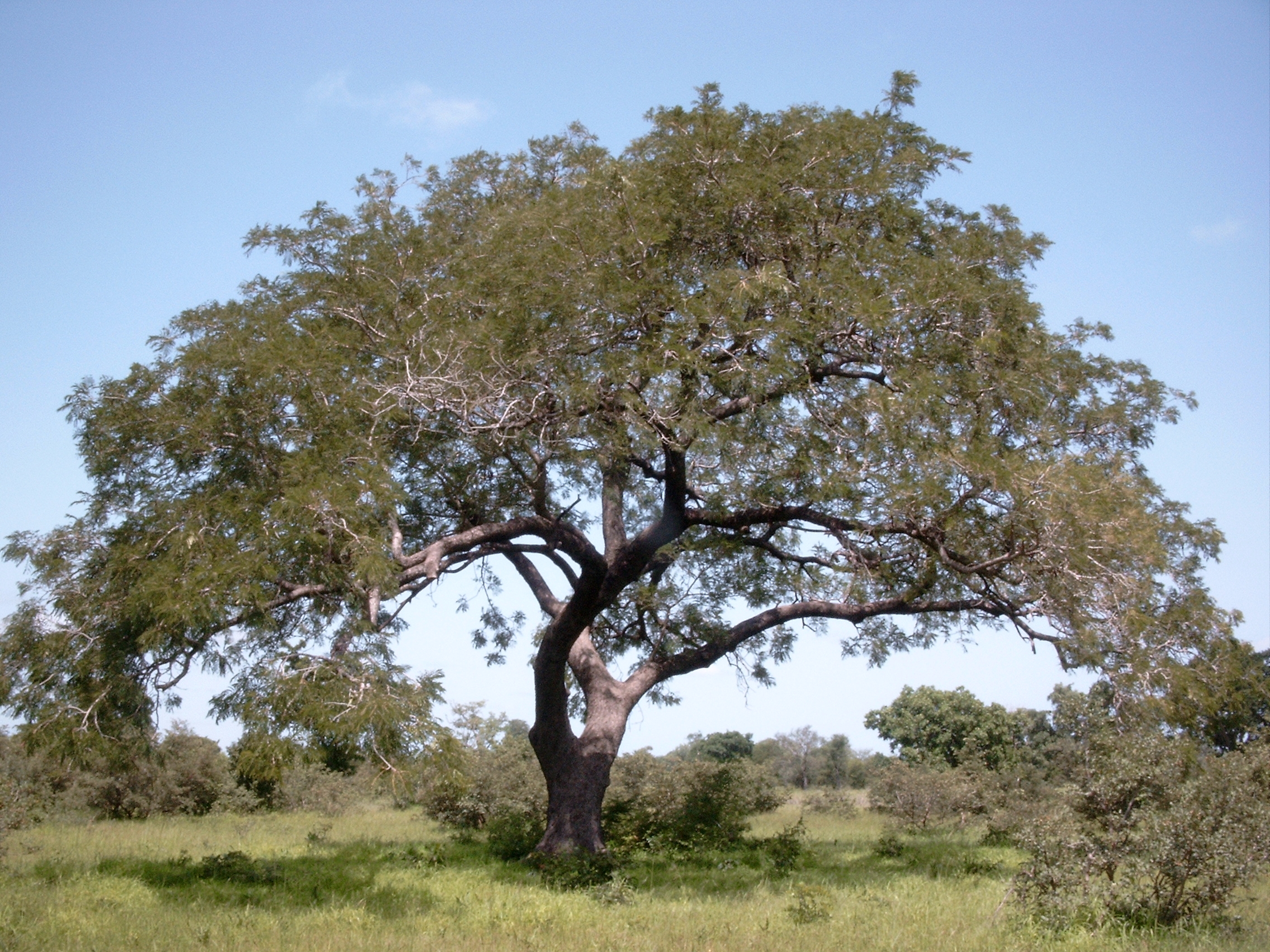 Neres arbre