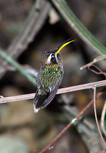 File:Phaethornis pretrei Planalto Hermit; Itapira, São Paulo