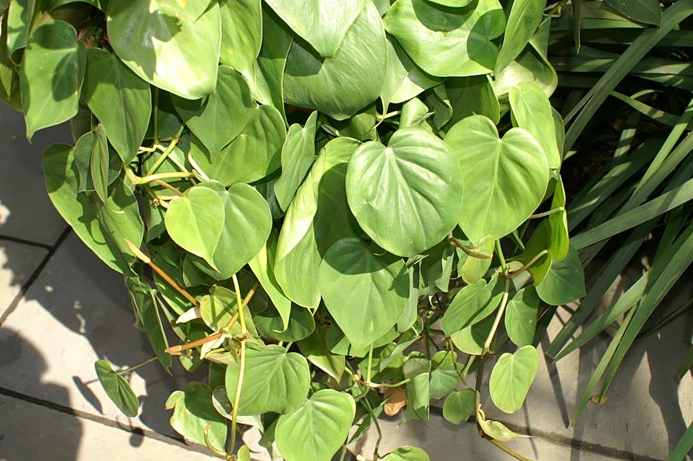 File Philodendron Hederaceum Hederaceum 0zz Jpg Wikimedia Commons