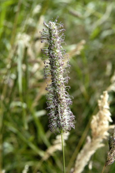 File:Phleum.pratense.jpg