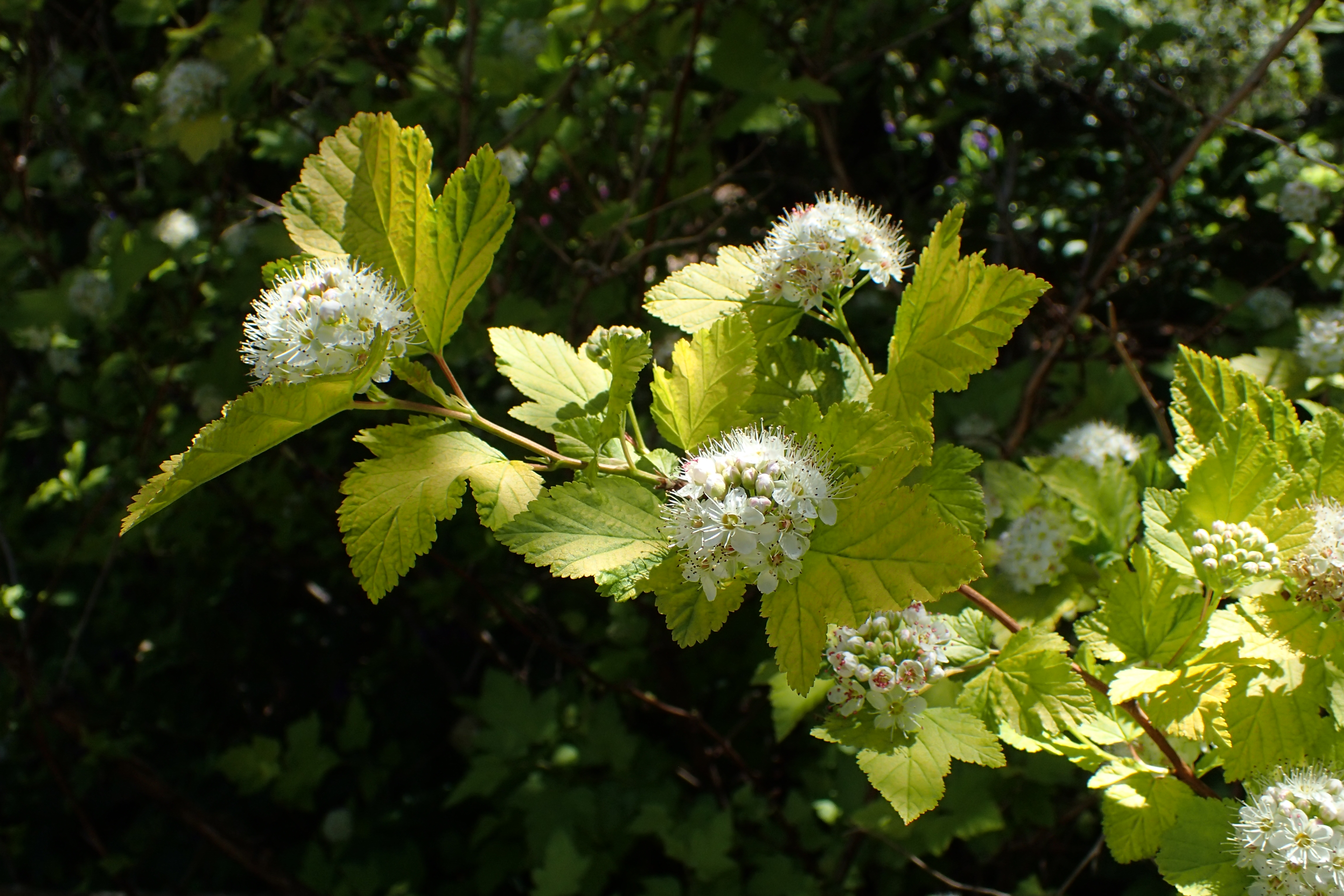 Physocarpus monogynus