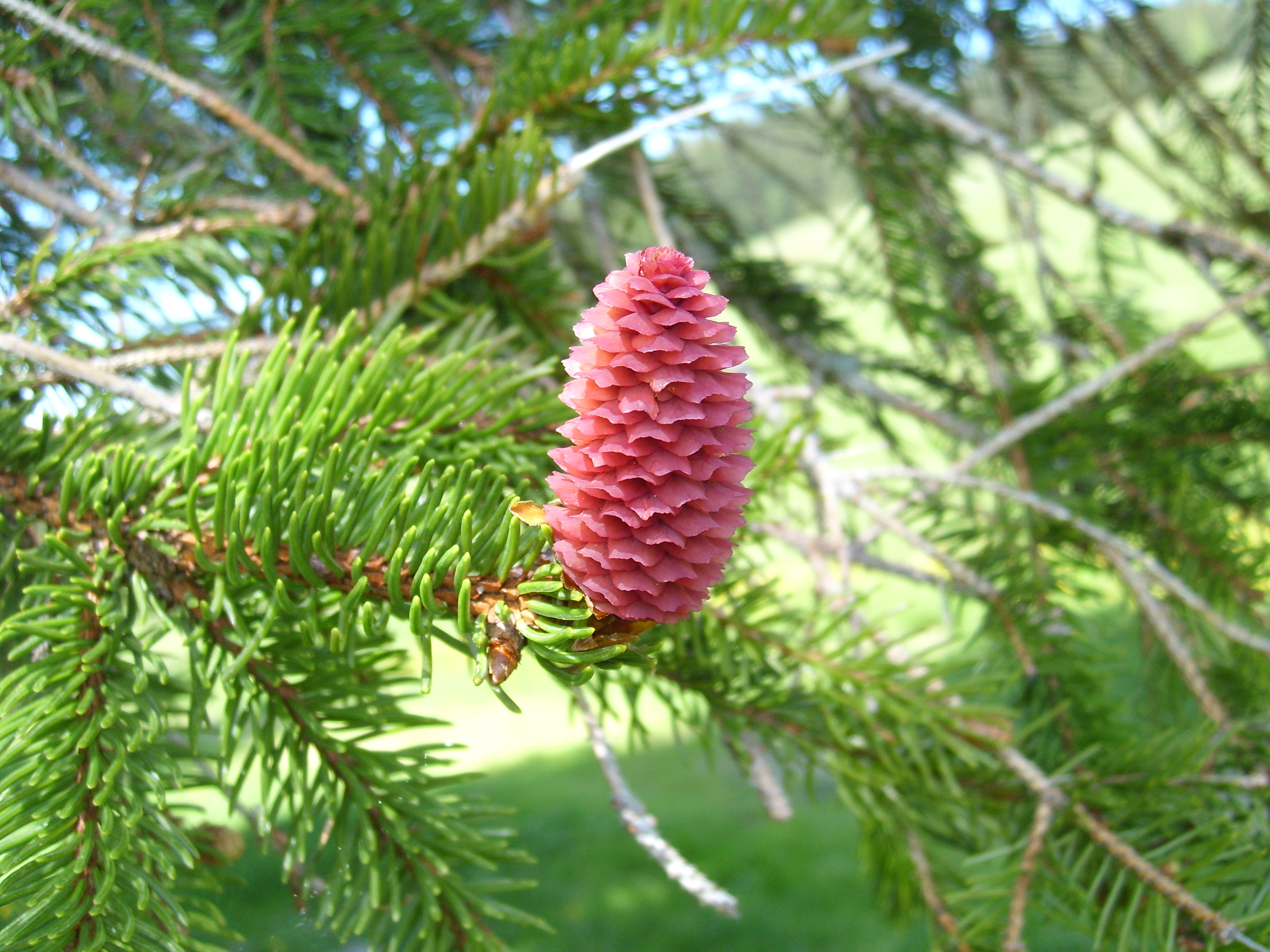 Ель обыкновенная шишки. Ель европейская Picea Abies. Ель обыкновенная (Picea Abies "Cupressina")*. Ель обыкновенная (Picea Excelsa). Ель обыкновенная (Picea Excelsa link) ЛРС.