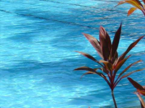 In a sunny day, part of a plant is shown in the foreground, and in the background, a swimming pool and shadows of the trees nearby. Shot in Brazil.