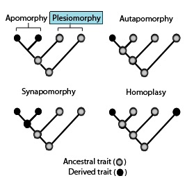 File:Plesiomorphy.jpg