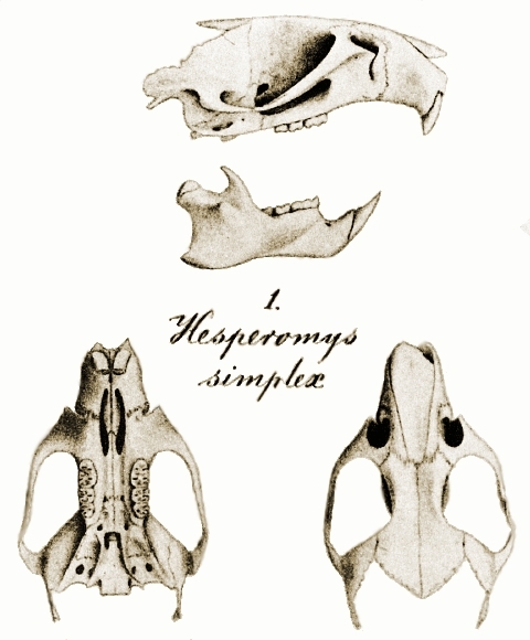 The average adult weight of a Pseudoryzomys is 45 grams (0.1 lbs)